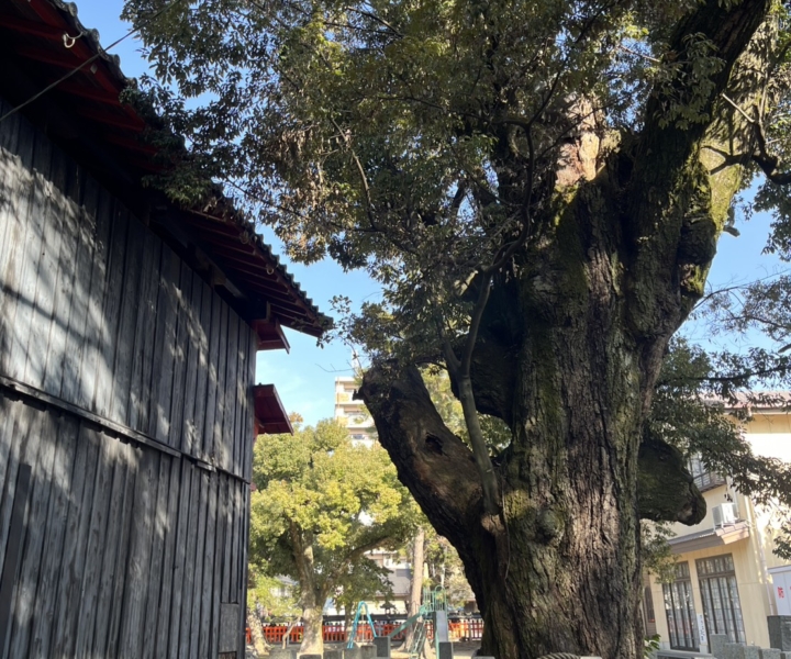 毎朝の恒例になりました。